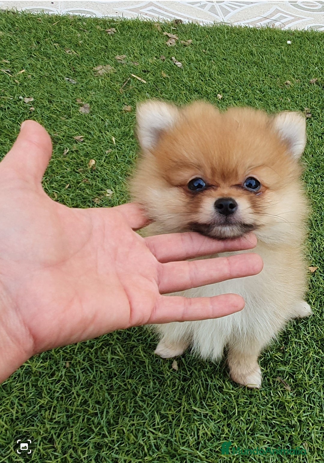 Pomerania perros Pomerania TOY macho - Anuncio 14
