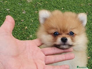 Pomerania perros Pomerania TOY macho - Anuncio 15