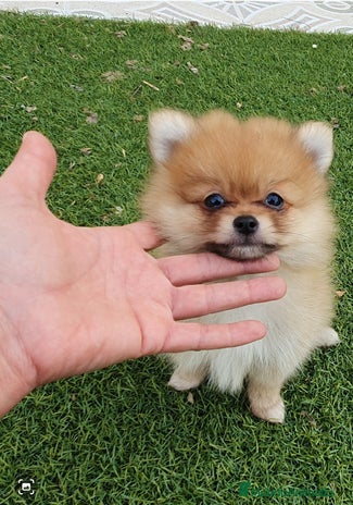 Pomerania perros - Anuncio 1