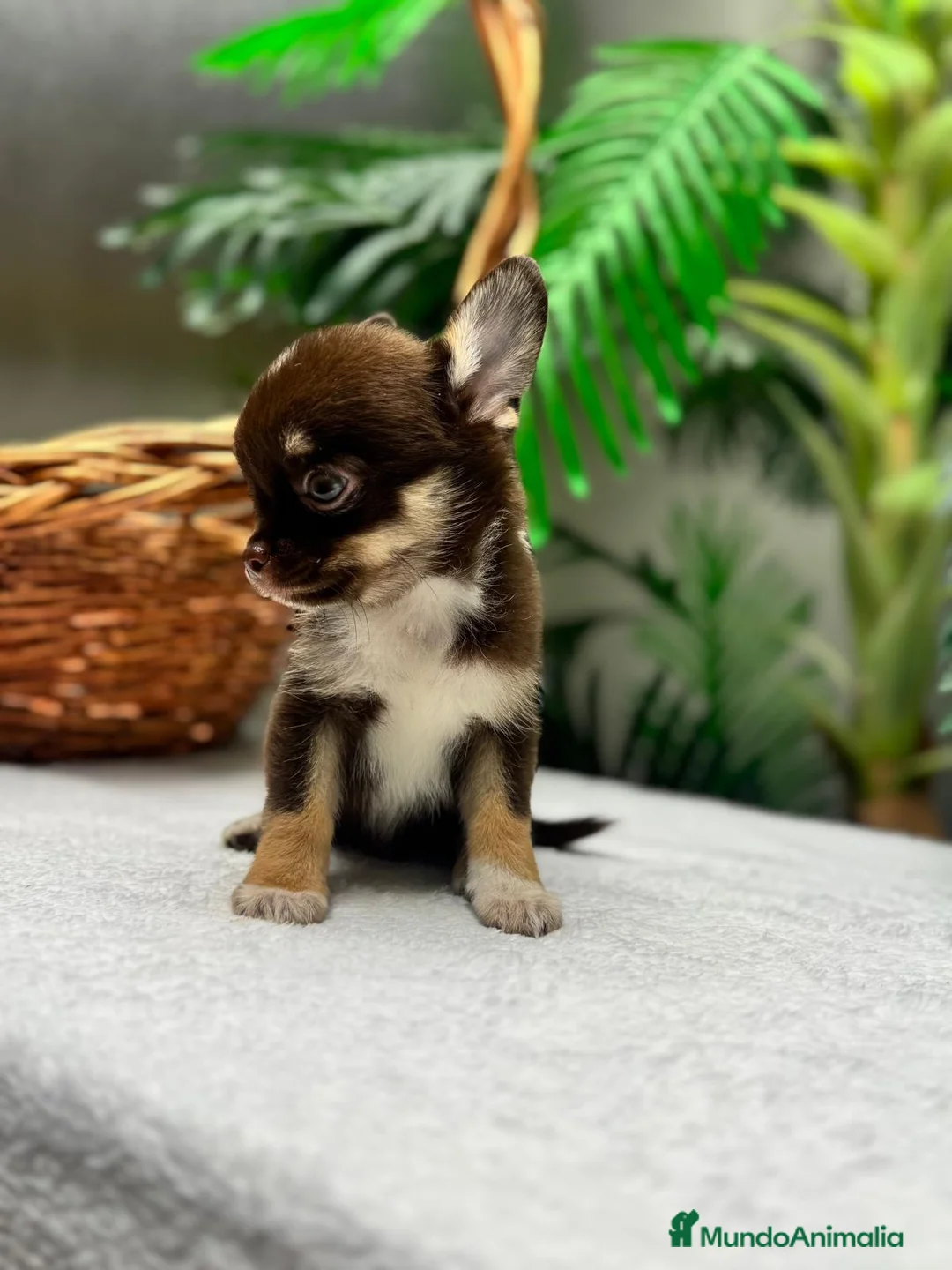 Chihuahua perros en venta: CHIHUAHUA CHOCOLATE - Anuncio 2