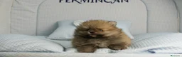 Pomerania perros en venta: CACHORROS DE POMERANIA  - Anuncio 4