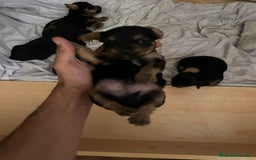 Yorkshire Terrier perros en venta: Camada de Yorkshire - Imagen 2