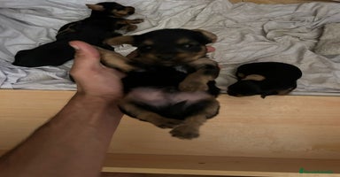 Yorkshire Terrier perros - Anuncio 14