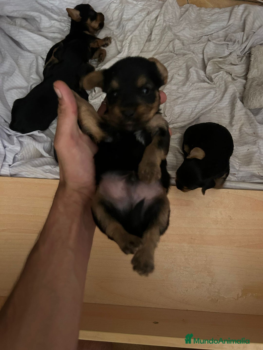Yorkshire Terrier perros en venta: Camada de Yorkshire - Imagen 2