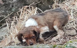 Épagneul Breton perros en venta: EPAGNEUL BRETON. CACHORROS  - Imagen 3