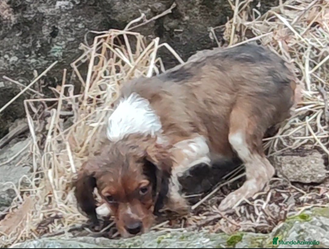 Épagneul Breton perros en venta: EPAGNEUL BRETON. CACHORROS  - Imagen 3