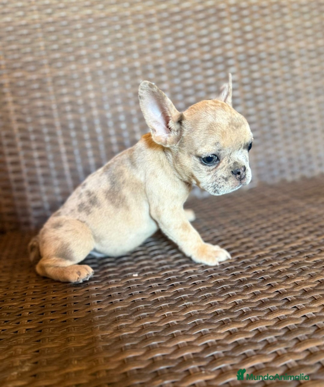 Bulldog Francés perros en venta: Lindos bulldog francés con ojitos de color - Imagen 2