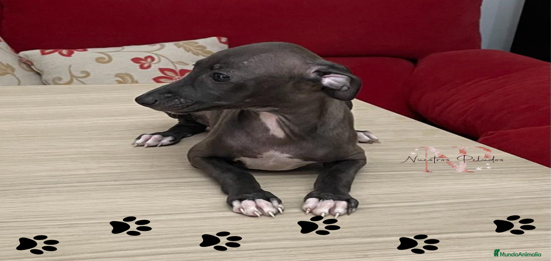 Imagen de galería {{count}}