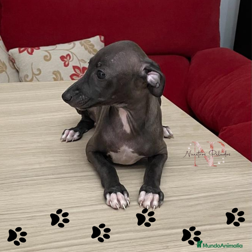 Imagen de galería {{count}}