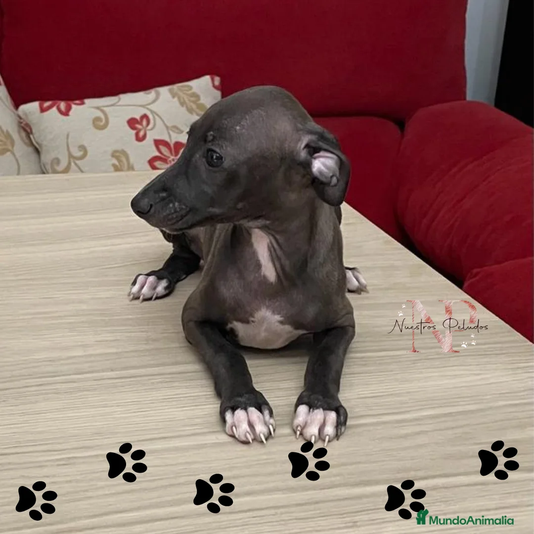 Imagen de galería {{count}}