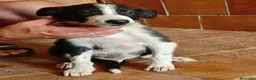 Border Collie perros en adopcion: Border collie - Anuncio 5