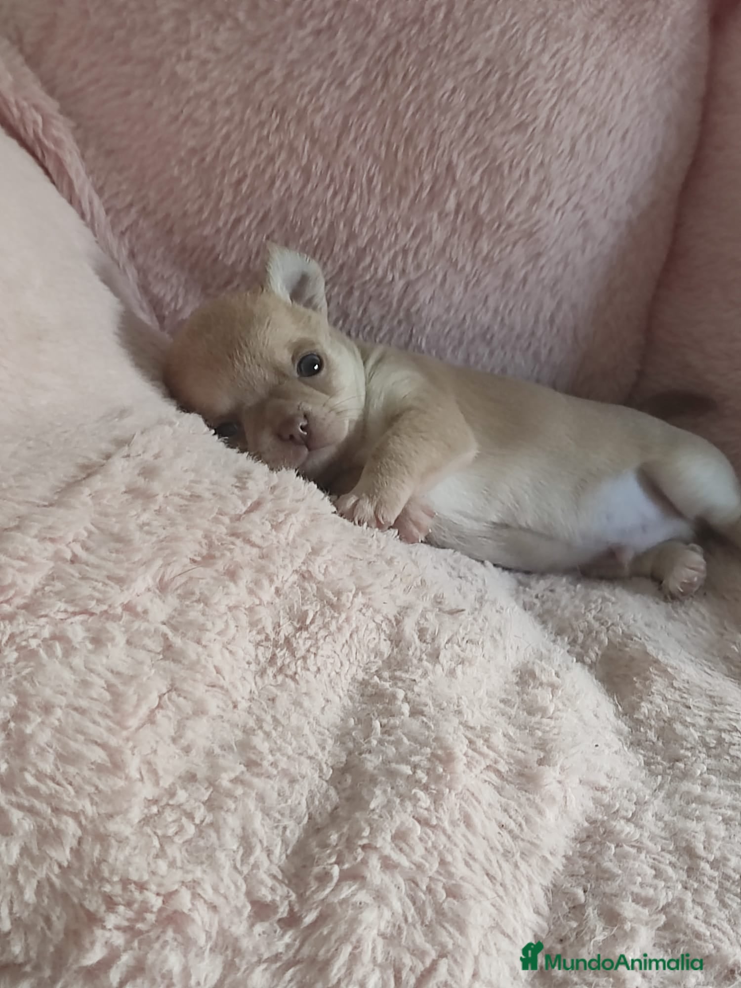 Chihuahua perros en venta: Disponible Chihuahuas Rusos Machos - Anuncio 4