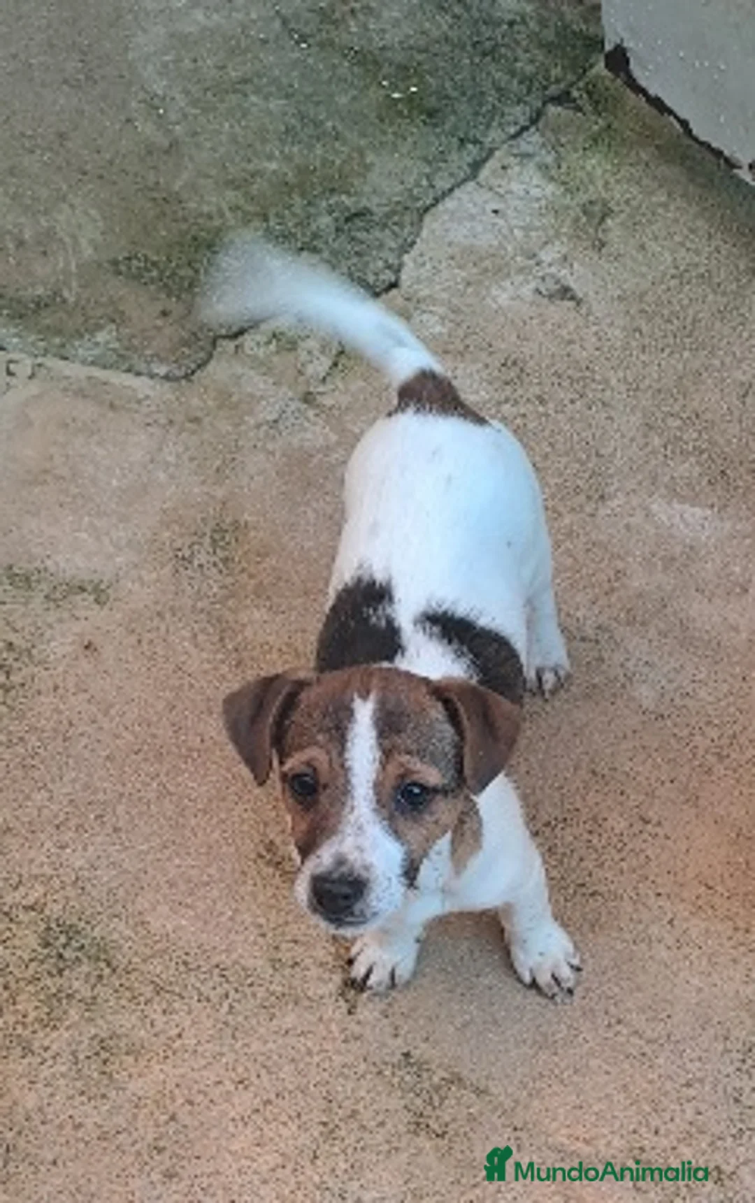Jack Russell Terrier perros en venta: Jack russell  - Anuncio 2