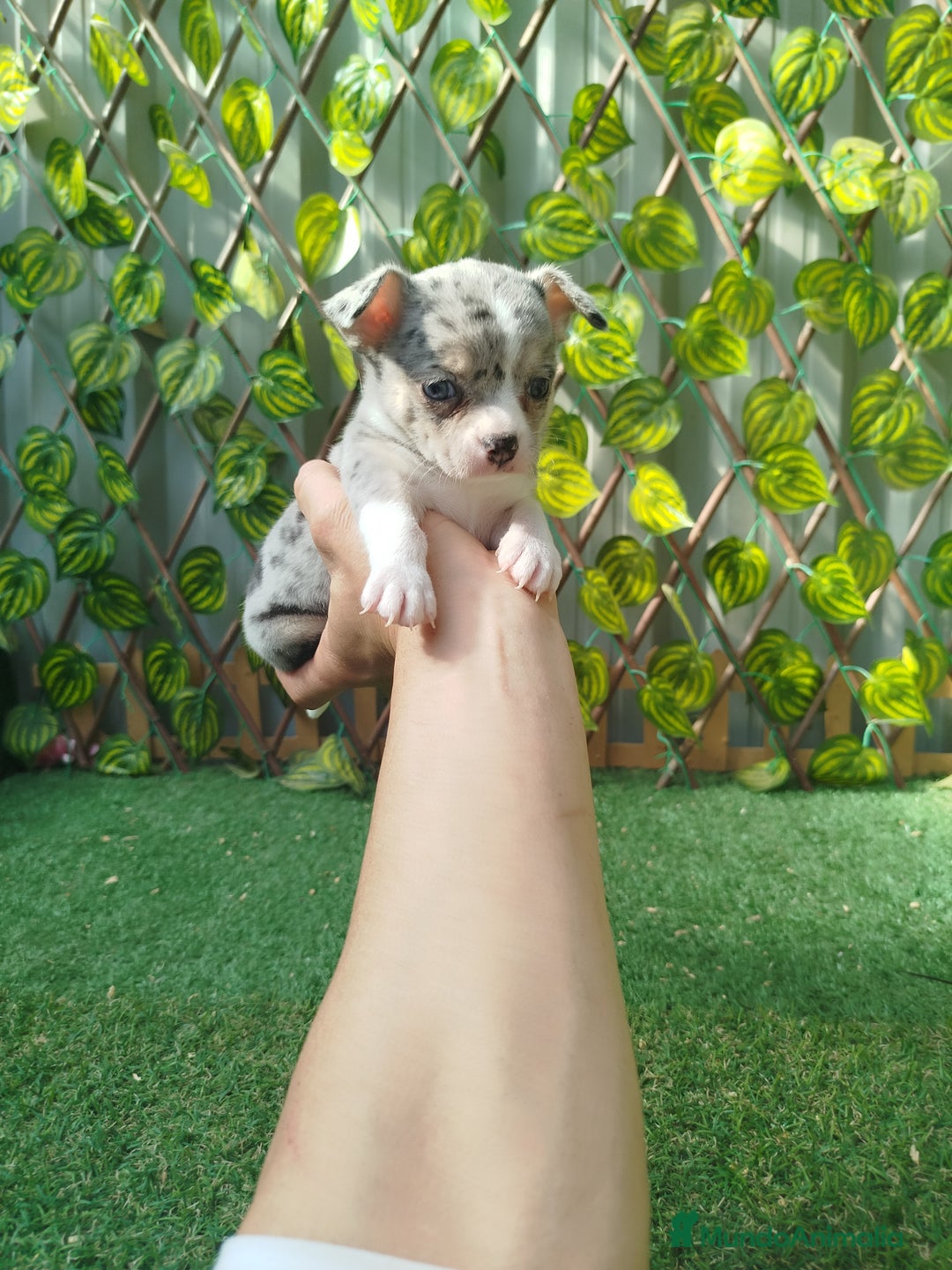 Chihuahua perros en venta: Chihuahua toy  - Anuncio 4