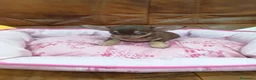 Chihuahua perros en venta: CHIHUAHUA TOY  - Anuncio 10