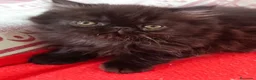 Persa gatos en venta: CACHORRO PERSA NEGRO - Anuncio 2