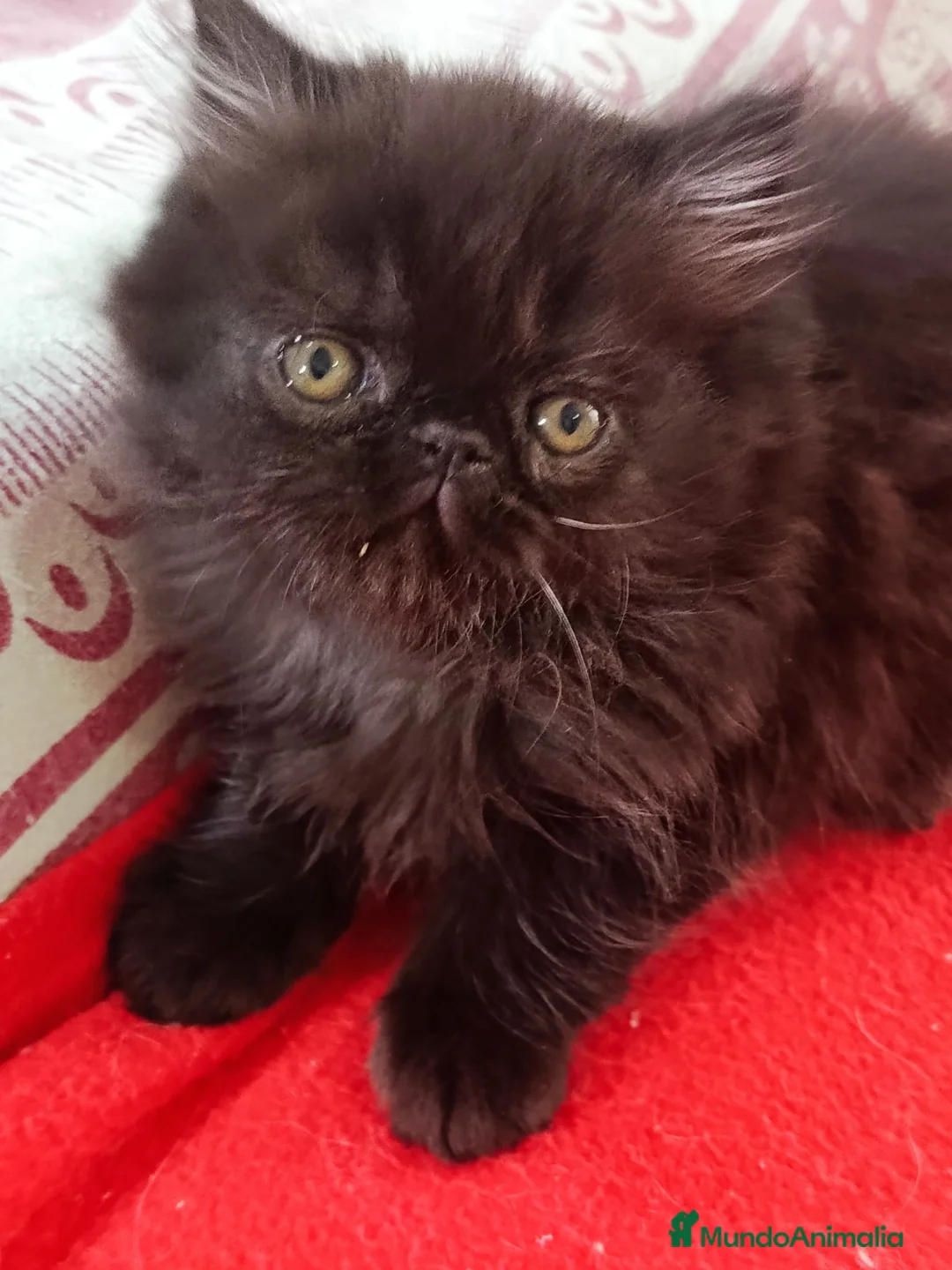 Persa gatos en venta: CACHORRO PERSA NEGRO - Anuncio 2