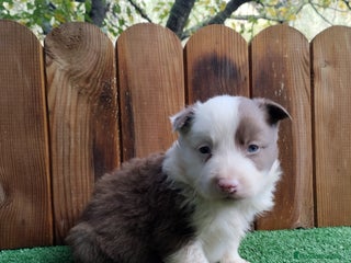 Border Collie perros Border collie exótico - Anuncio 6