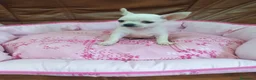 Chihuahua perros en venta: Chihuahua toy blanco - Anuncio 6