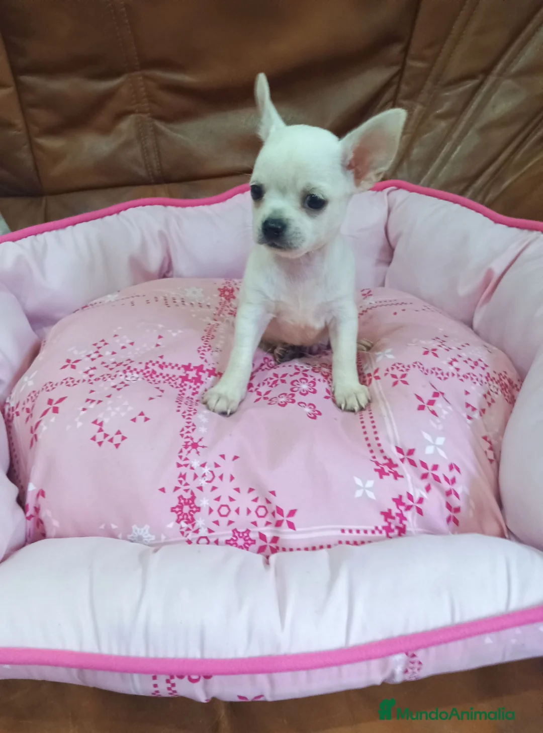 Chihuahua perros en venta: Chihuahua toy blanco - Anuncio 6