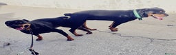 Rottweiler perros en venta: Rottweiler  - Anuncio 8