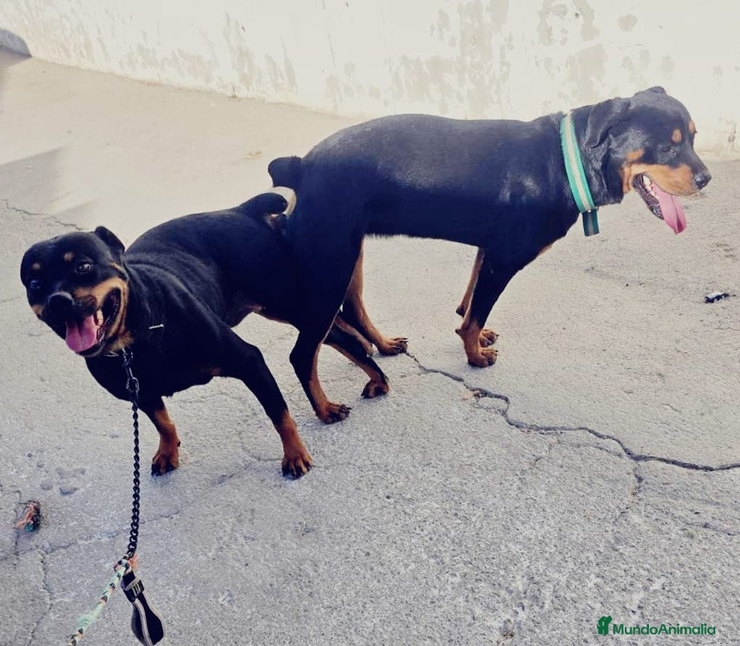 Rottweiler perros en venta: Rottweiler  - Anuncio 8