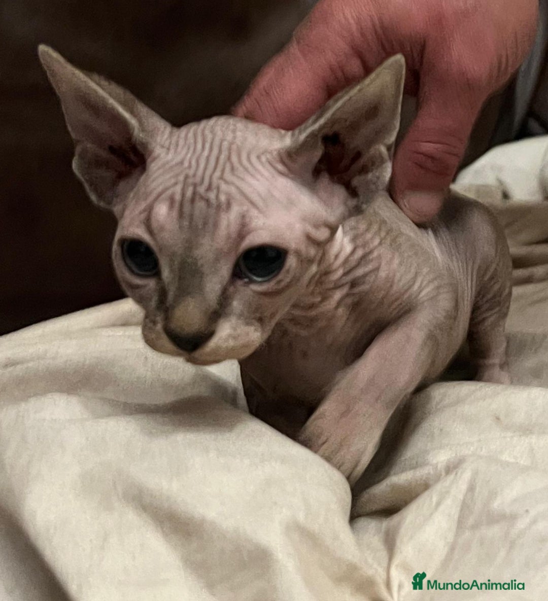 Sphynx gatos en venta: Gata sphynx  - Anuncio 2