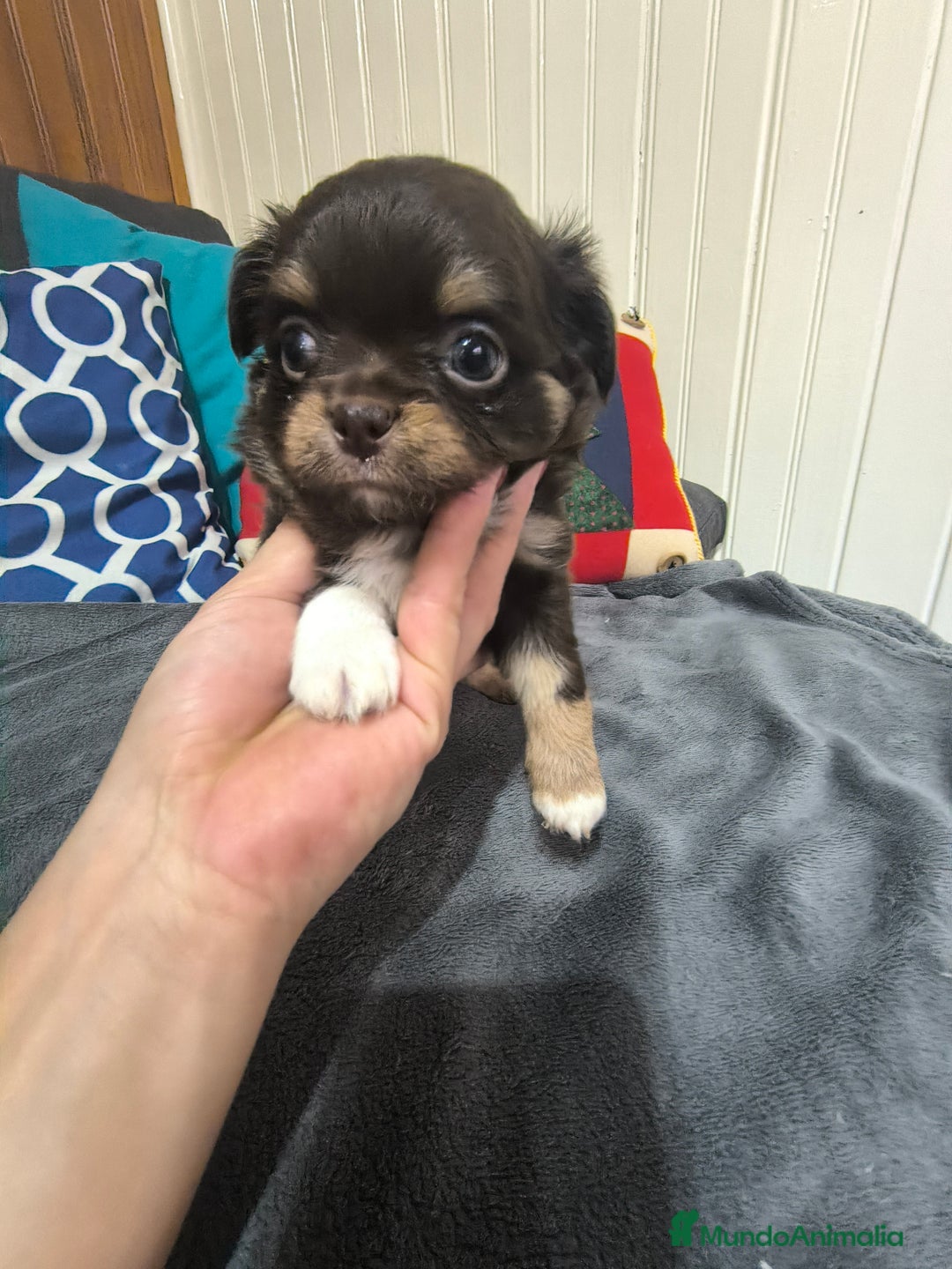Chihuahua perros en venta: Chihuahua en Curtis La Coruña  - Anuncio 1