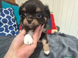 Chihuahua perros Chihuahua en Curtis La Coruña - Anuncio 10