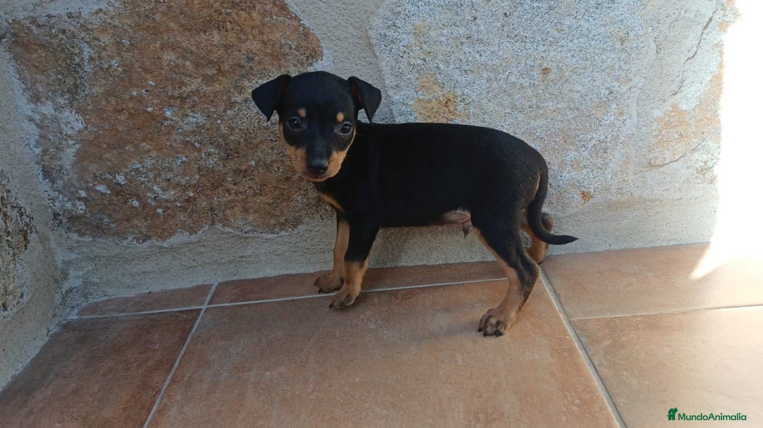 Pinscher Miniatura perros en venta: Pinsher  - Imagen 2