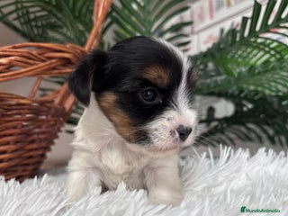 Yorkshire Terrier perros YORKSHIRE BIEWER - Anuncio 1