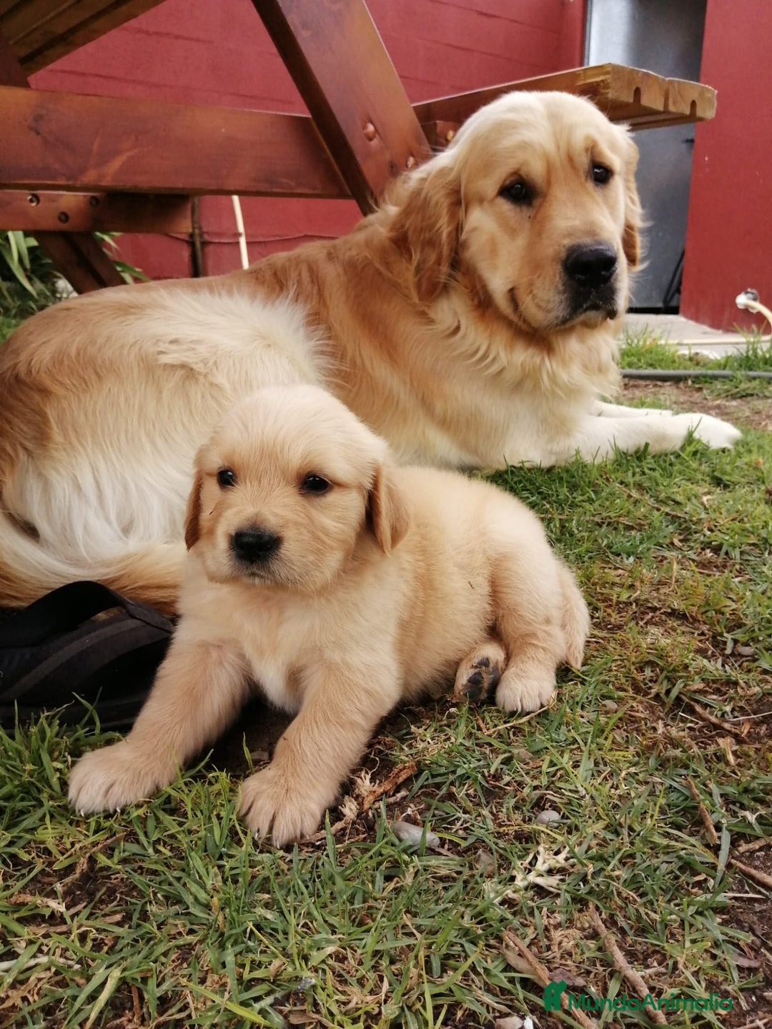 Golden Retriever perros en venta: PRECIOSOS GOLDEN RETRIEVER  - Imagen 9