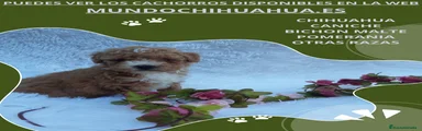 Caniche Toy Cachorro 8