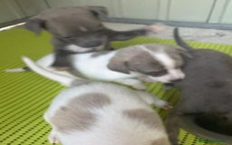 Chihuahua perros en venta: Chihuahua cabeza venado  - Imagen 12