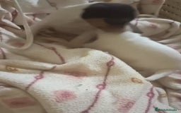 Otras razas perros en venta: BODEGUERO PURA RAZA - Imagen 3