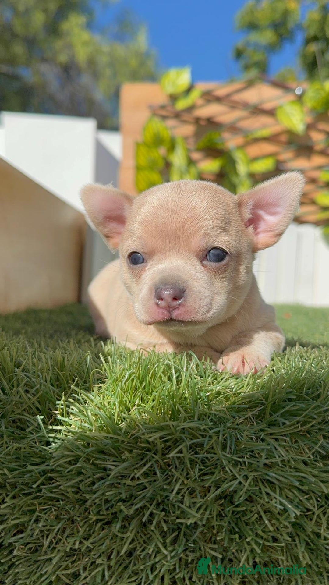 Chihuahua perros en venta: CHIHUAHUA HEMBRA - Imagen 3