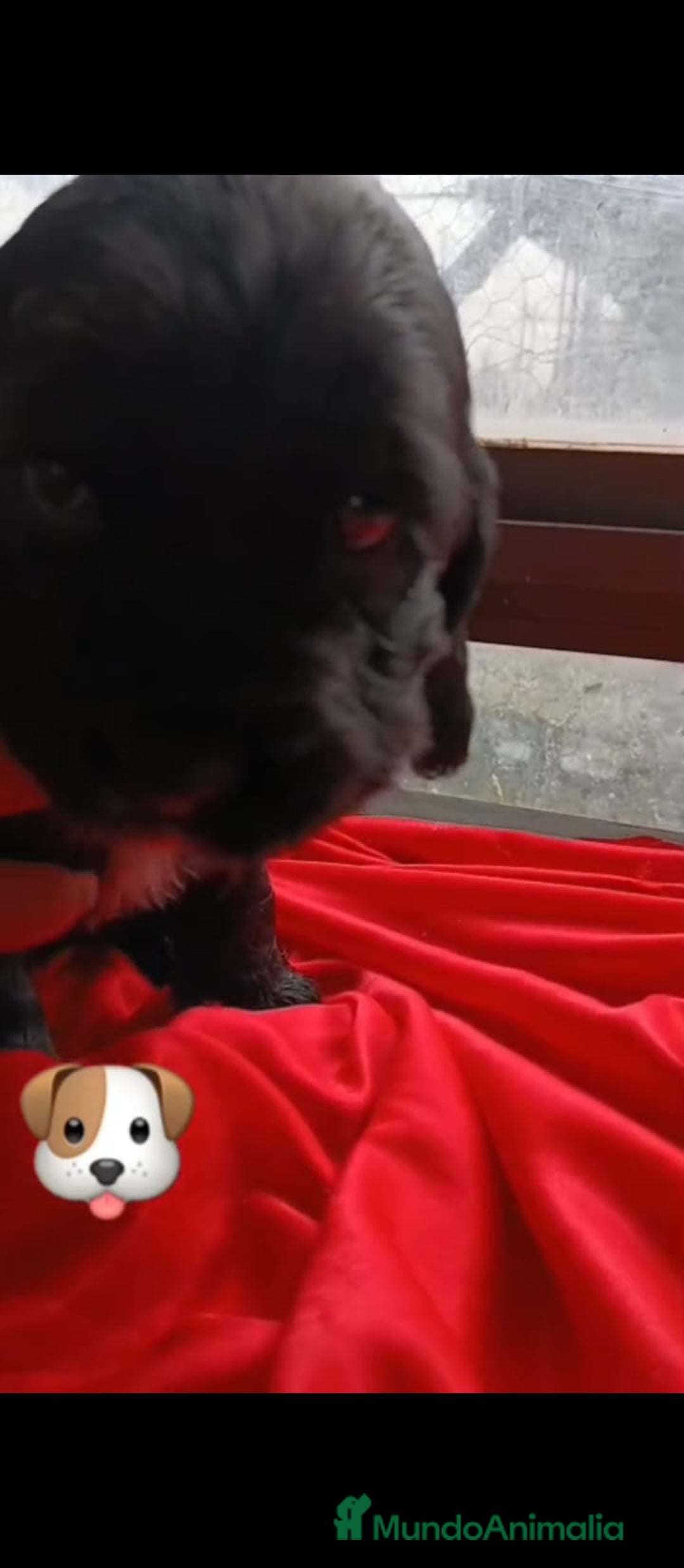 Cocker Spaniel Inglés perros en venta: Última hembra de cocker Spaniel!! - Anuncio 4