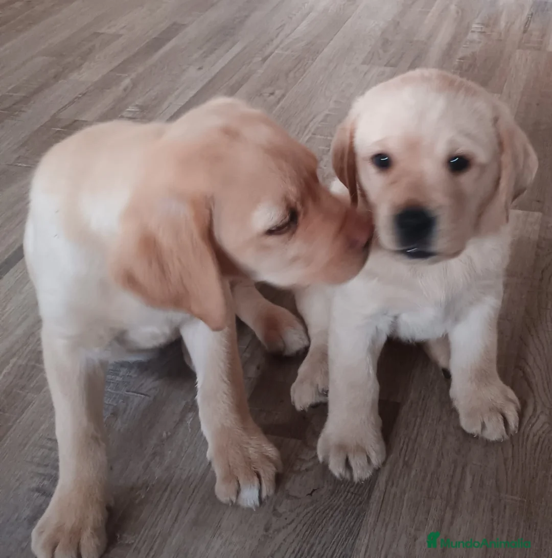 Labrador Retriever perros en venta: Labrador retriever dorado disponible  - Anuncio 2