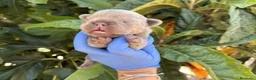 Bulldog Francés perros en venta: Bulldog francés exóticos - Anuncio 14