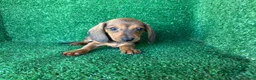 Teckel Miniatura perros en venta: teckel miniatura - Anuncio 5