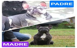 Bulldog Francés perros en venta: Bulldog francés exótico distintos colores - Imagen 9