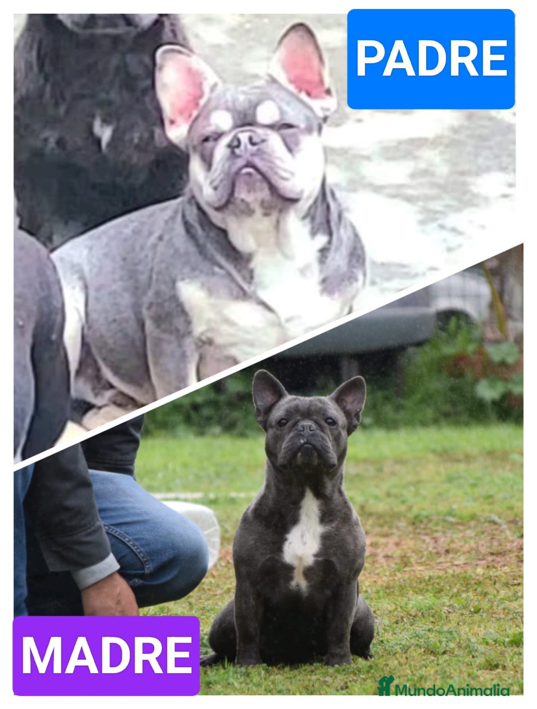 Bulldog Francés perros en venta: Bulldog francés exótico distintos colores - Imagen 9