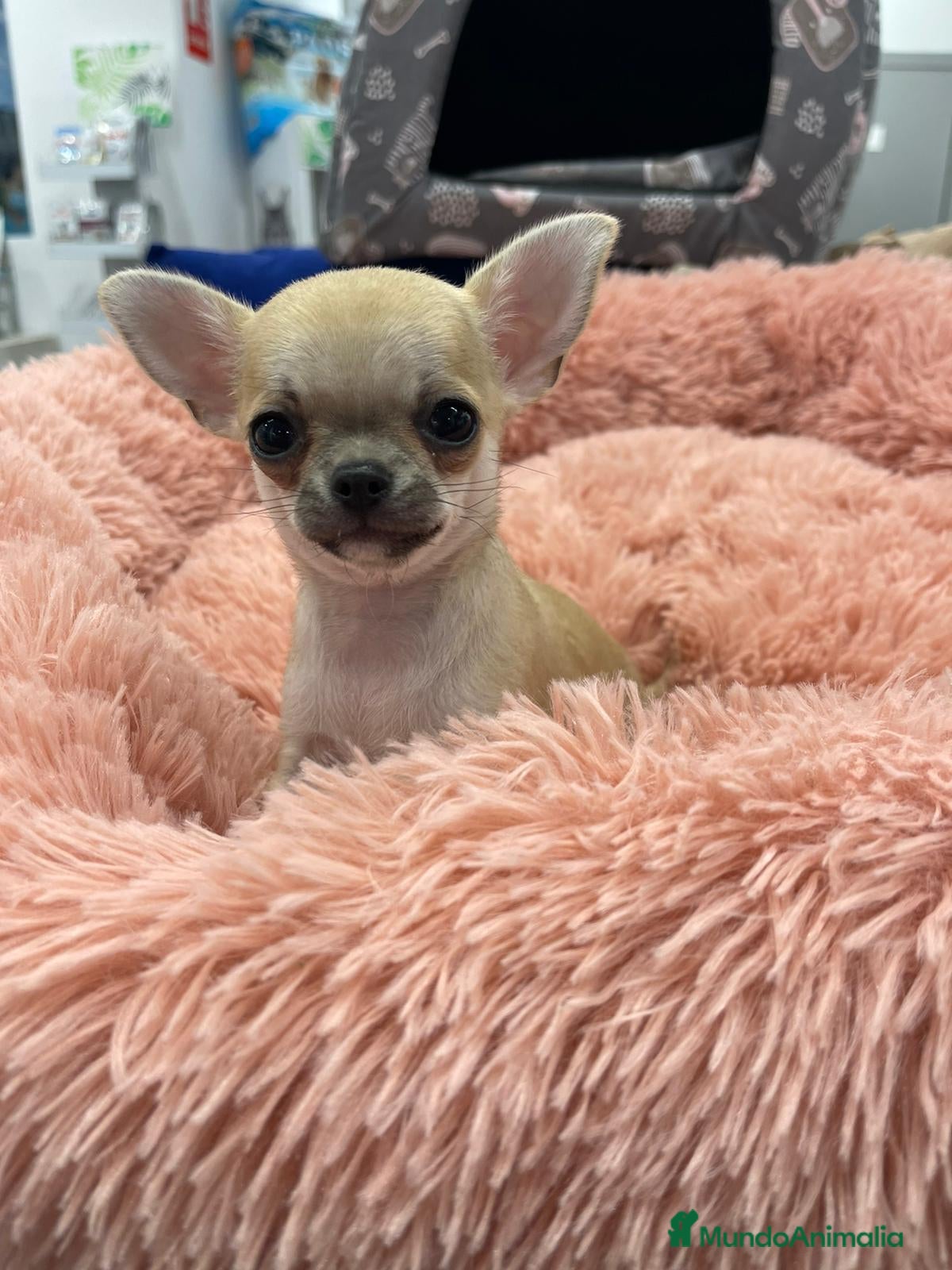 Chihuahua perros Chihuahua miniatura  - Anuncio 3