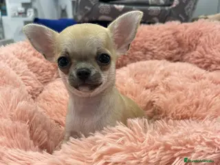 Chihuahua perros Chihuahua miniatura - Anuncio 6