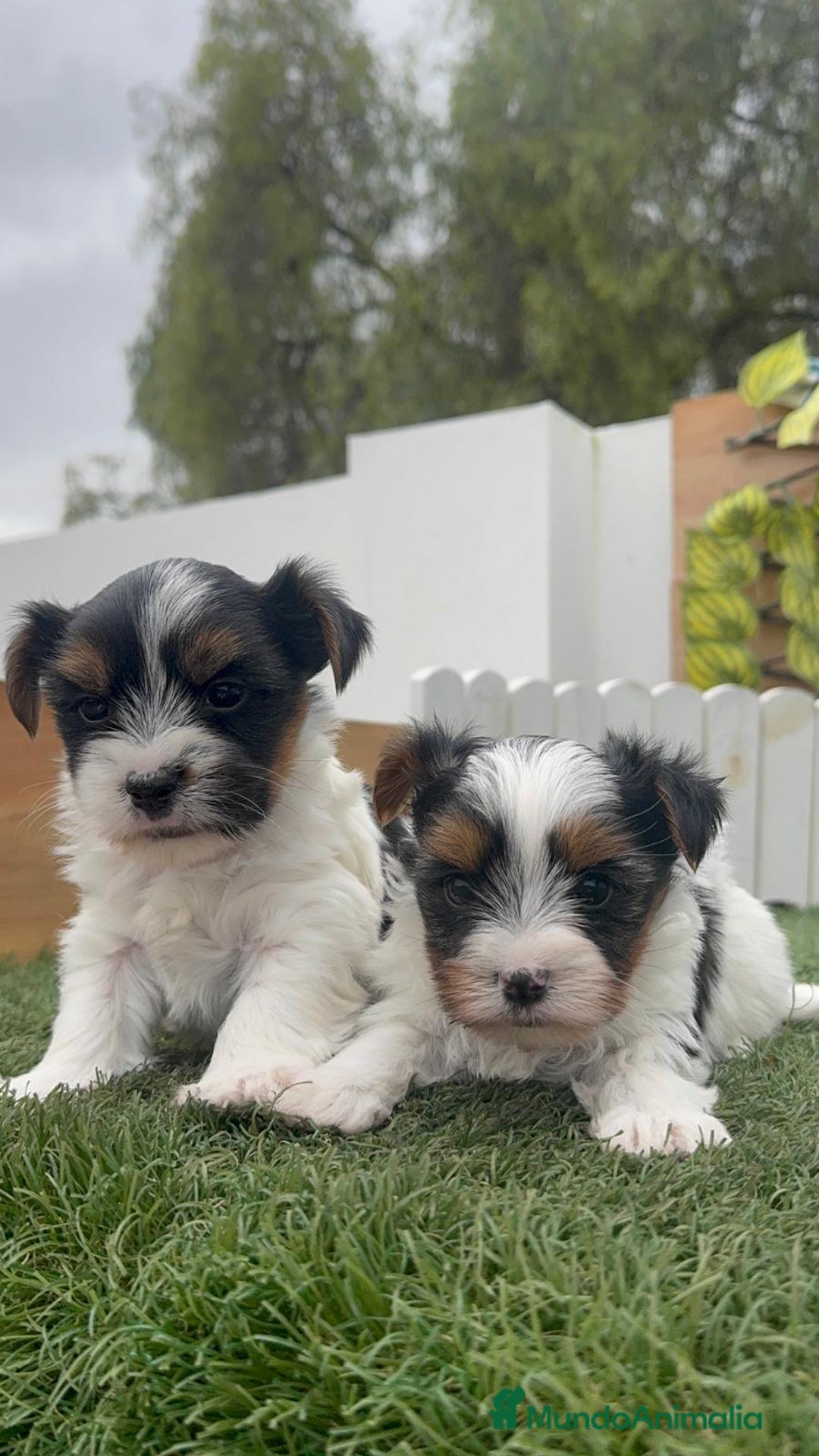 Yorkshire Terrier perros en venta: YORKSHIRE BIEWER MACHO - Anuncio 9