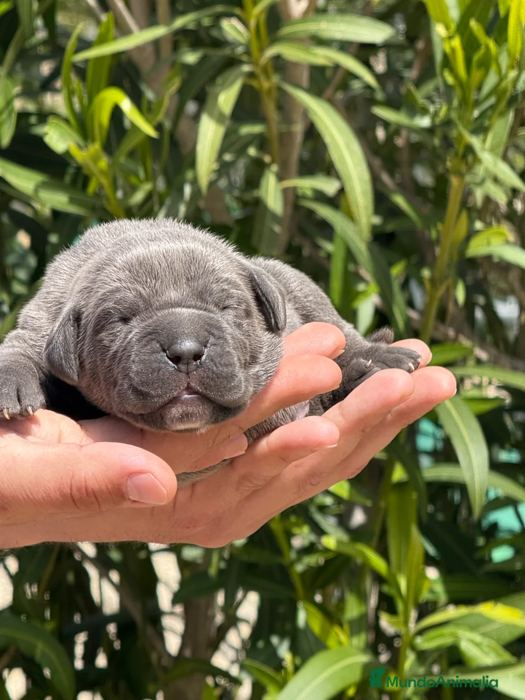 Cane Corso perros en venta: Cachorros de Cane Corso  - Anuncio 2