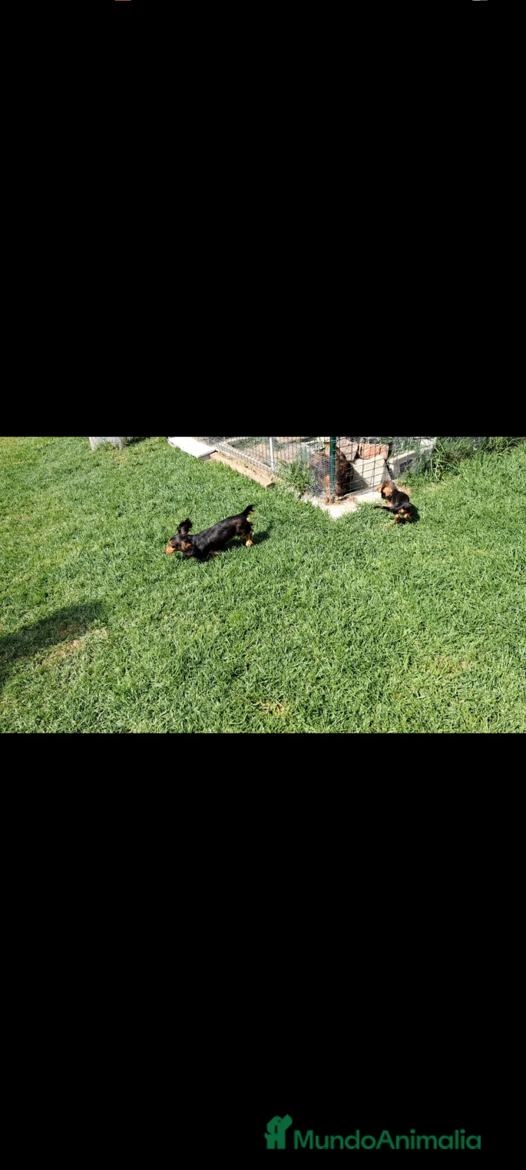 Teckel Miniatura perros en venta: Teckel miniatura de pelo largo  - Anuncio 2