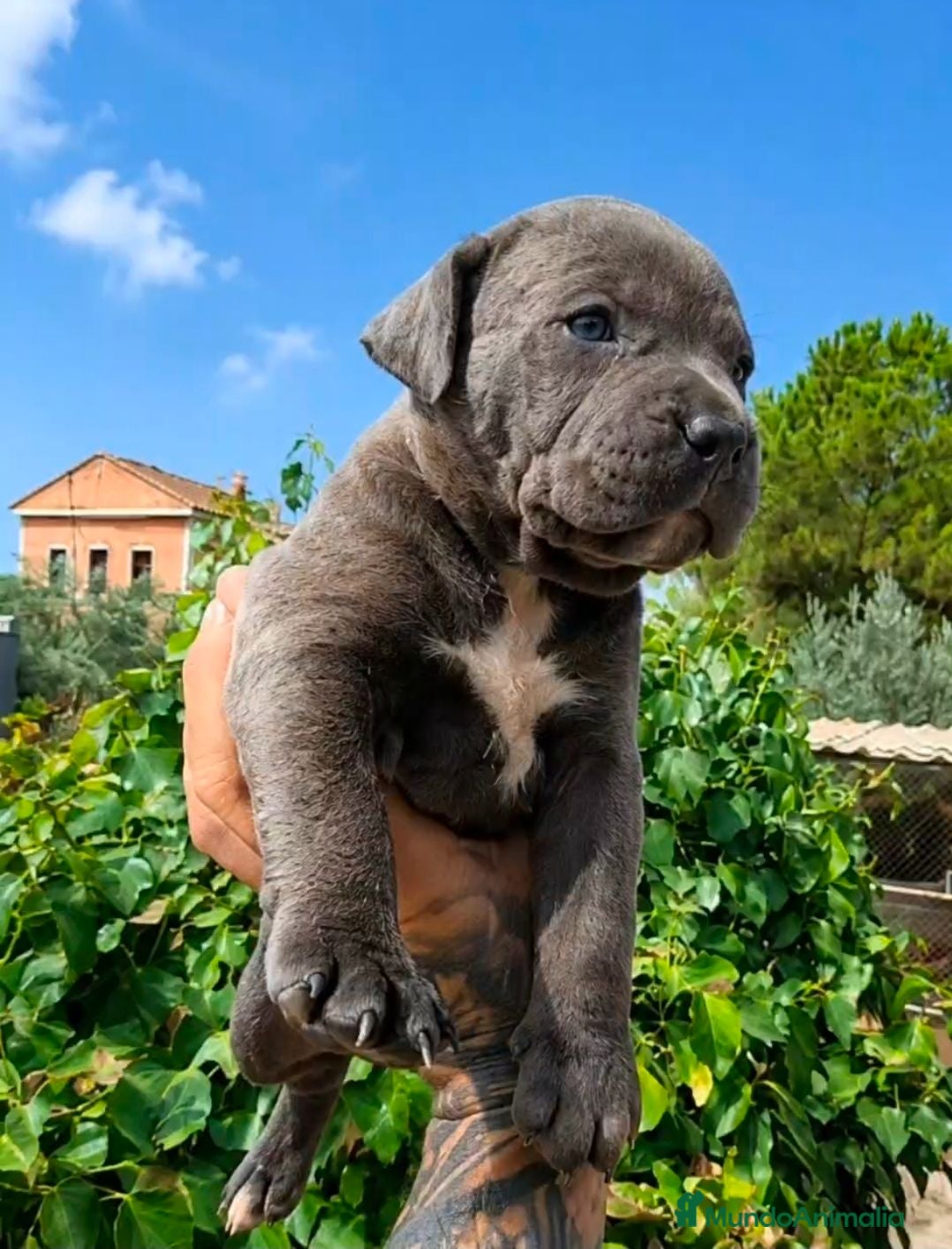American Pit Bull Terrier perros American pit bull terrier exclusivos  - Anuncio 10