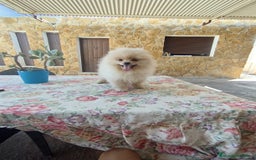 Pomerania perros en venta: Pomerania  - Imagen 2