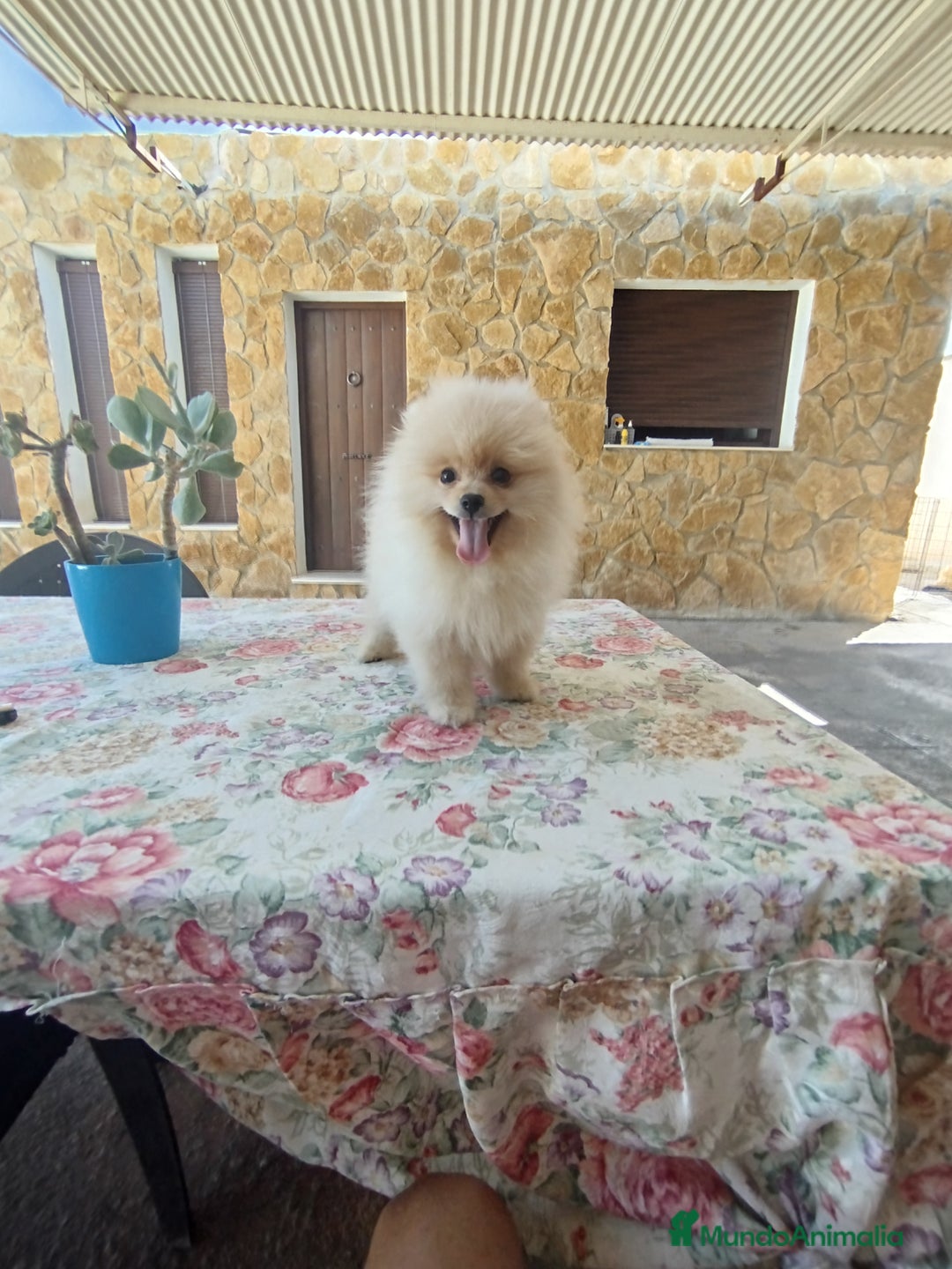 Pomerania perros en venta: Pomerania  - Imagen 2